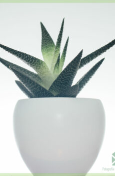 Buy Gasteria Carinata succulents succulent plant