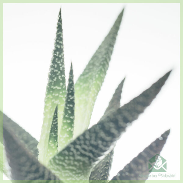 Gasteria Carinata succulenten vetplant kopen
