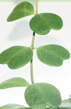 Hoya Kerrii Hartjes klimplant kopen en verzorgen