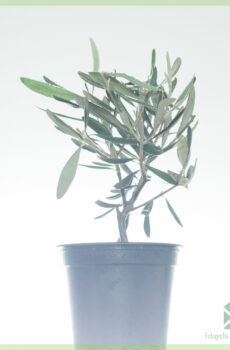 Mini Olea Europaea 올리브 나무 화분 12 구매