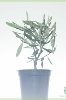 Mini Olea Europaea Olijfboom pot 12 kopen