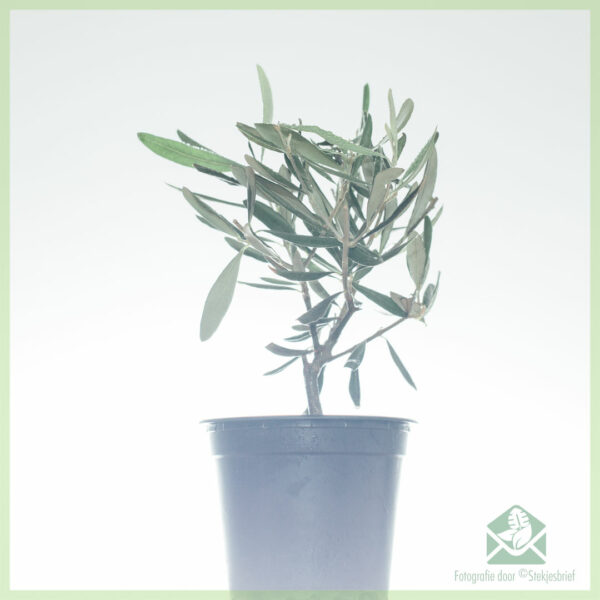 Mini Olea Europaea Olijfboom pot 12 kopen