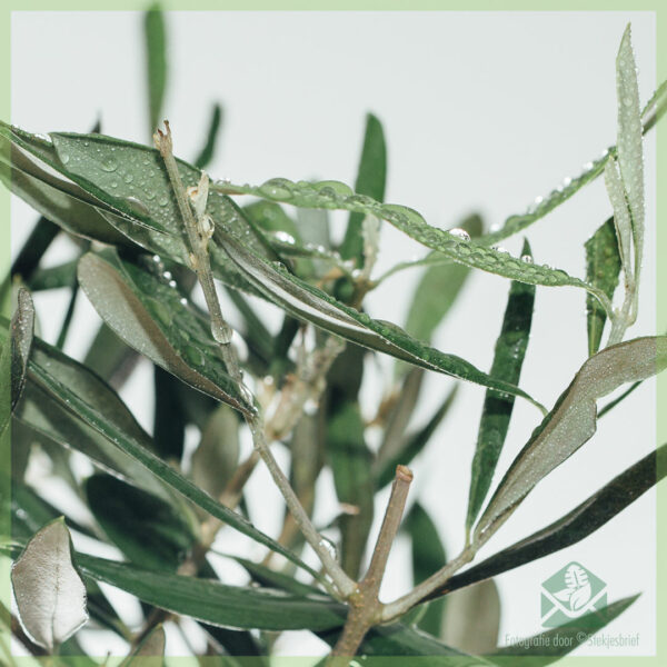 Fa'atau le Mini Olea Europaea Olive ipu 12