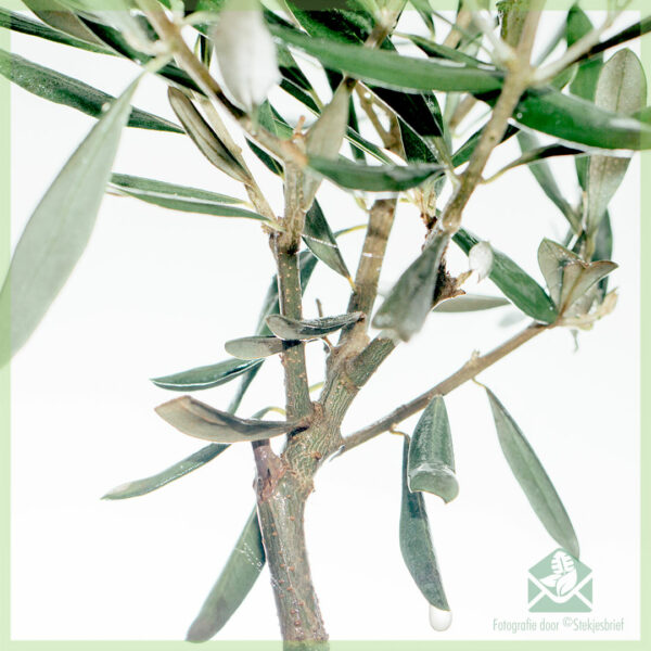 Mini Olea Europaea Olijfboom pot 12 kopen