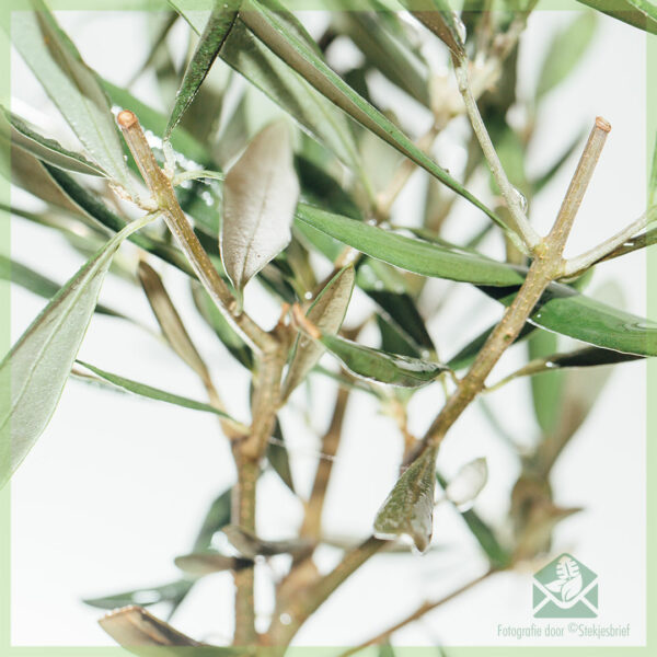 Mini Olea Europaea Olijfboom pot 12 kopen