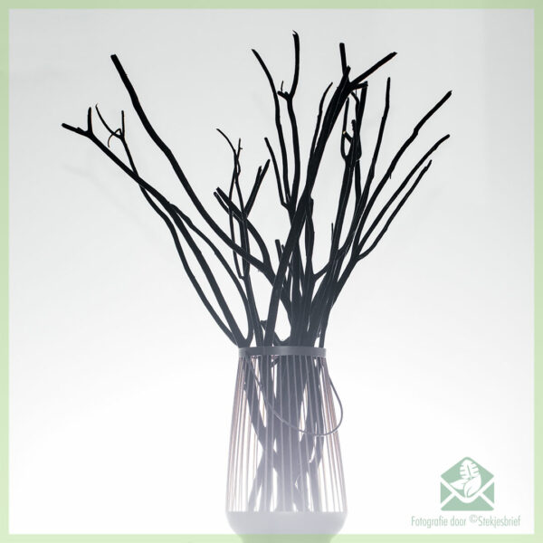 Mitsumata dekoracio branĉoj Nigra Veluro 60 cm