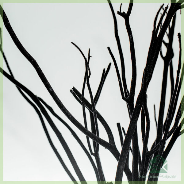Mitsumata dekorace větve Black Velvet 60 cm
