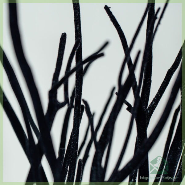 Mitsumata dekoracio branĉoj Nigra Veluro 60 cm