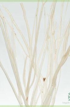 Mitsumata ornamentorum rami Sandy Beach 60 cm