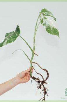 Monstera albo borsigiana variegata - estacas de cabeça enraizadas