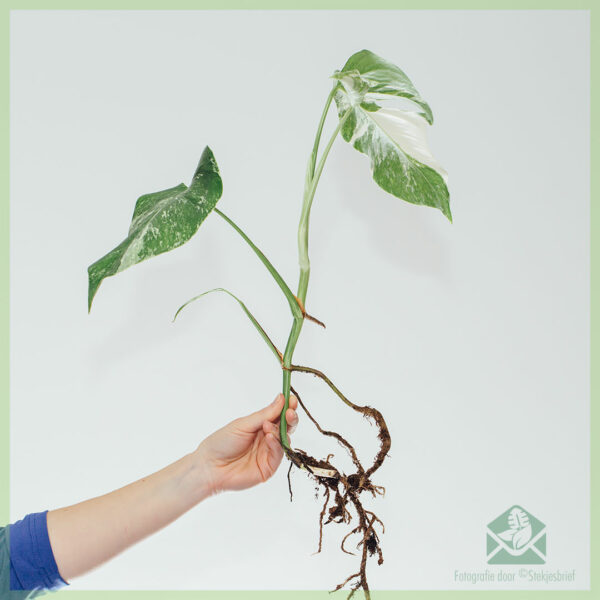 Monstera albo borsigiana variegata - 有根的頭屑