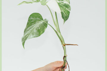 Monstera albo borsigiana variegata - prerje koke me rrënjë