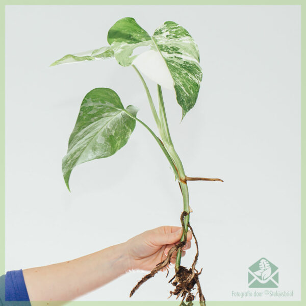 Monstera albo borsigiana variegata - جڑوں والے سر کی کٹنگ