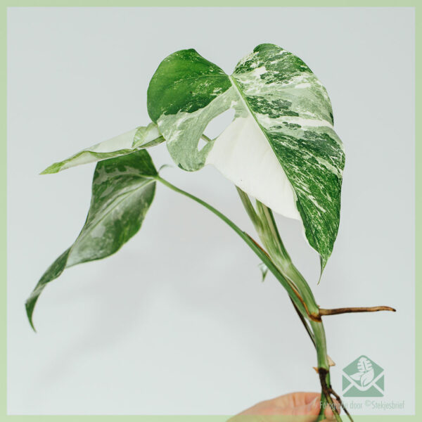 Monstera albo borsigiana variegata - giâm cành đầu rễ