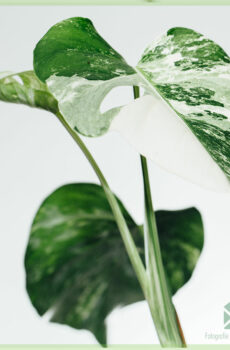 Monstera albo borsigiana variegata - birînên serî yên kok