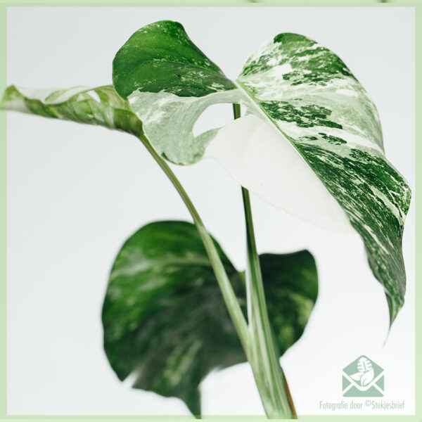 Monstera albo borsigiana variegata - 有根的頭屑