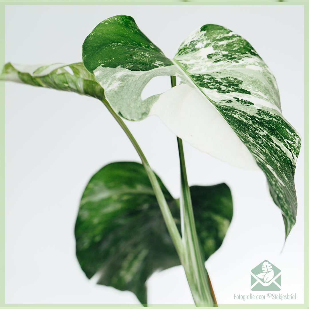 Monstera variegata - cutting – Boutures et moi