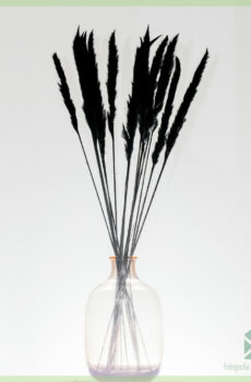 Pampas þurrkuð blóm Black Beauty 75 cm