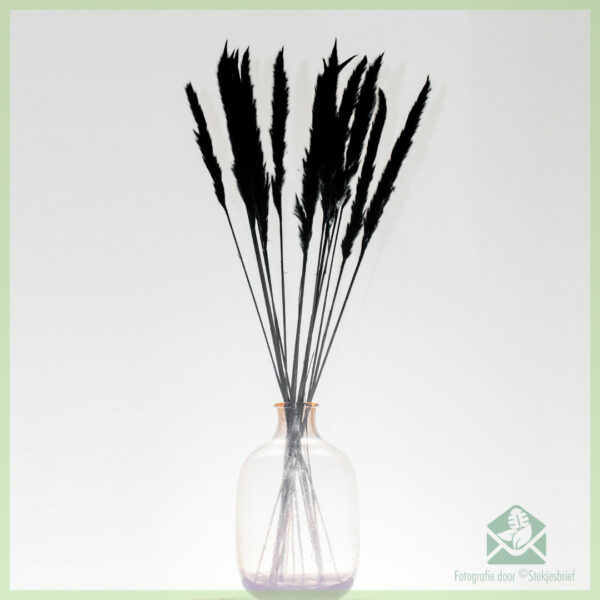 Pampas pluimen droogbloemen Black Beauty 75 cm