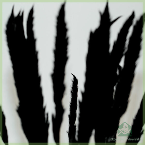 Pampas pluimen droogbloemen Black Beauty 75 cm