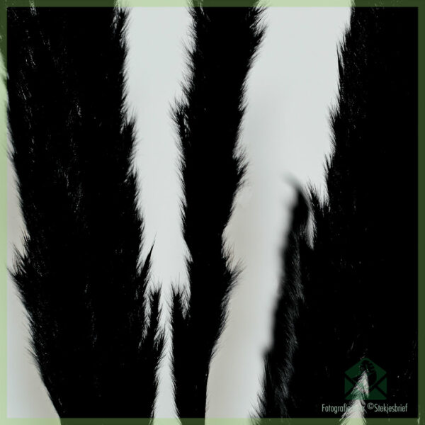 Pampas pluimen droogbloemen Black Beauty 75 cm