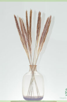 Pampas pluimen droogbloemen Brown 70 cm kopen