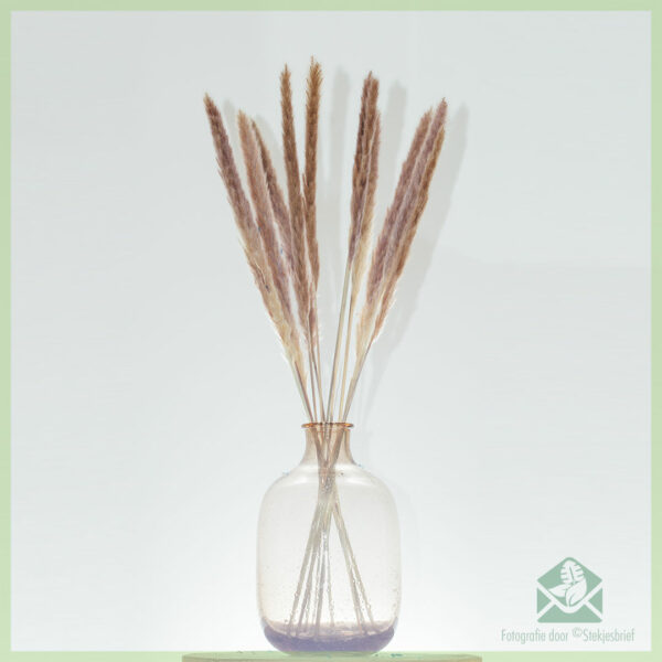 Kaufen Sie Pampas Trockenblumen Braun 70 cm
