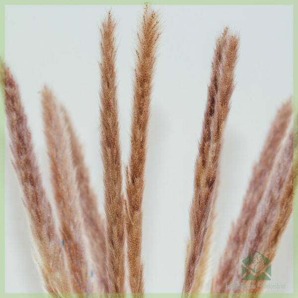 Pampas pluimen droogbloemen Brown 70 cm kopen