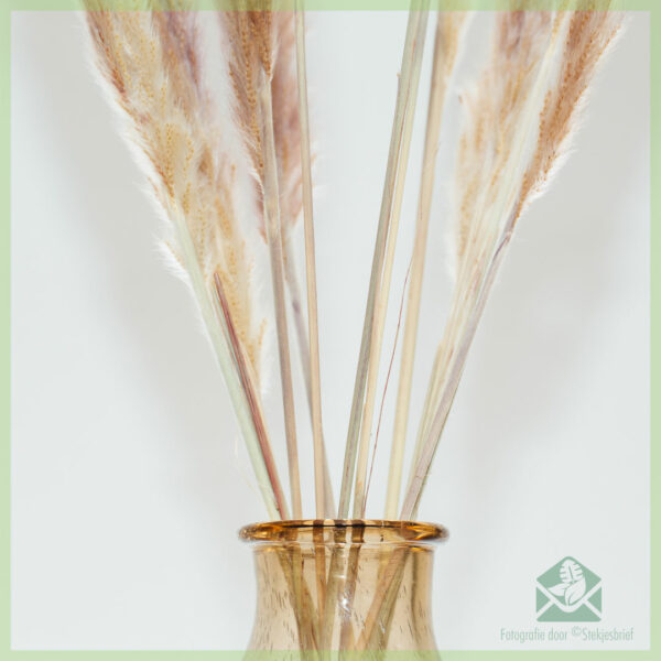 Kaufen Sie Pampas Trockenblumen Braun 70 cm