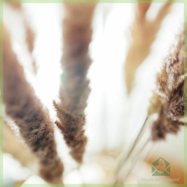 Kaufen Sie Pampas Trockenblumen Braun 70 cm
