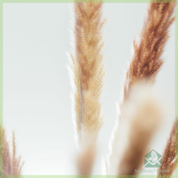 Kaufen Sie Pampas Trockenblumen Braun 70 cm