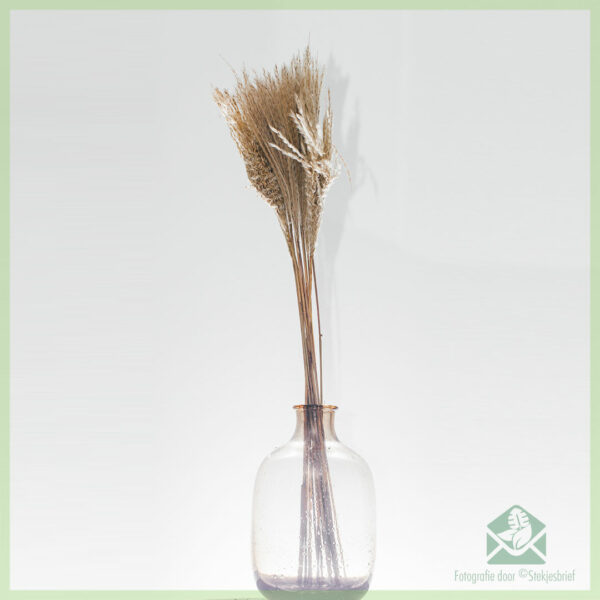 Pampas pluimen droogbloemen Natural 75 cm