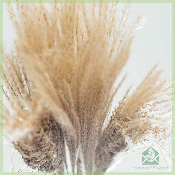 Pampas pluimen droogbloemen Natural 75 cm