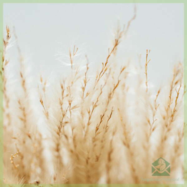 Pampas gedroogde blomme Natuurlik 75 cm