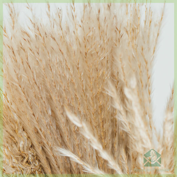 Pampas flè sèk Natirèl 75 cm