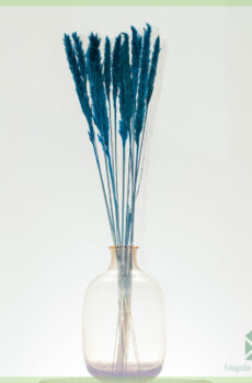 Pampas pluimen droogbloemen Ocean Blue 75 cm