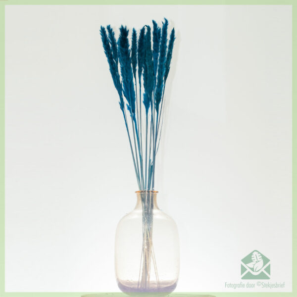 Pampas pluimen droogbloemen Ocean Blue 75 cm