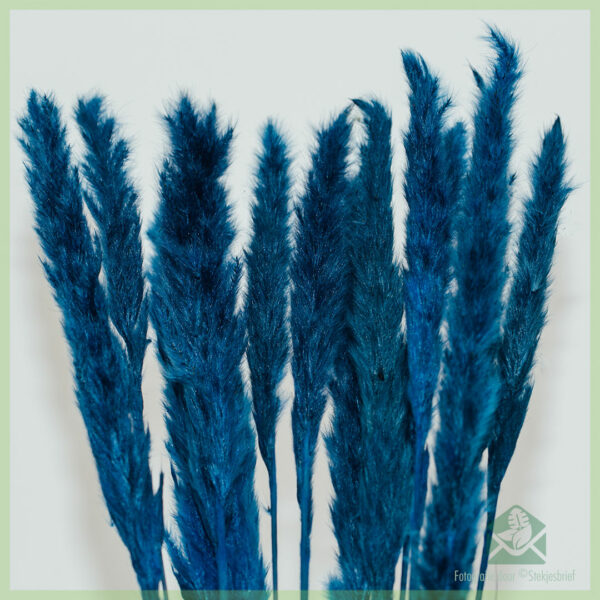 Pampas pluimen droogbloemen Ocean Blue 75 cm