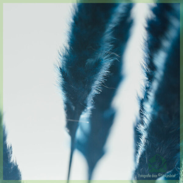 Pampas flores exsiccati Oceani Blue 75 cm