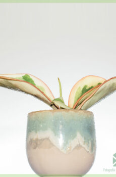 Pirkite Peperomia Clusiifolia Jelly