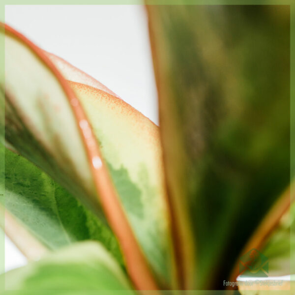 Pērciet Peperomia Clusiifolia Jelly