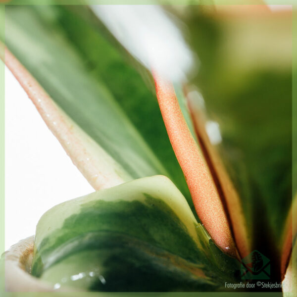 Ceannaich Peperomia Clusiifolia Jelly