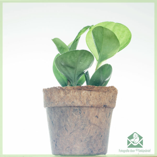 Peperomia Obtusifolia Pērciet zaļo tiešsaistē