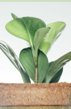 Peperomia Obtusifolia קנה ירוק באינטרנט