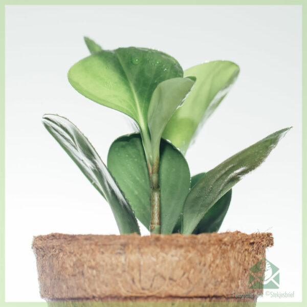 Peperomia Obtusifolia Cumpărați verde online