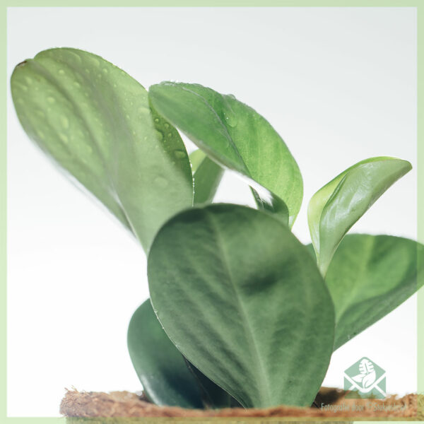 Peperomia Obtusifolia Vidio Maitso an-tserasera