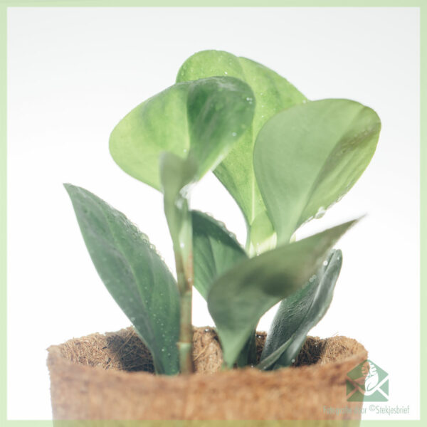 Peperomia Obtusifolia اشترِ الأخضر عبر الإنترنت