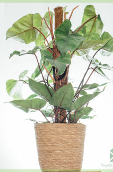 Philodendron Red Emerald (mosstok) kopen