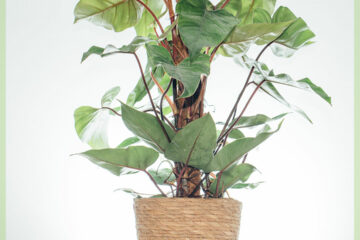 Philodendron Red Emerald (mosstok) kopen