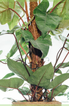 Kaaft Philodendron Red Emerald (Mossstick)